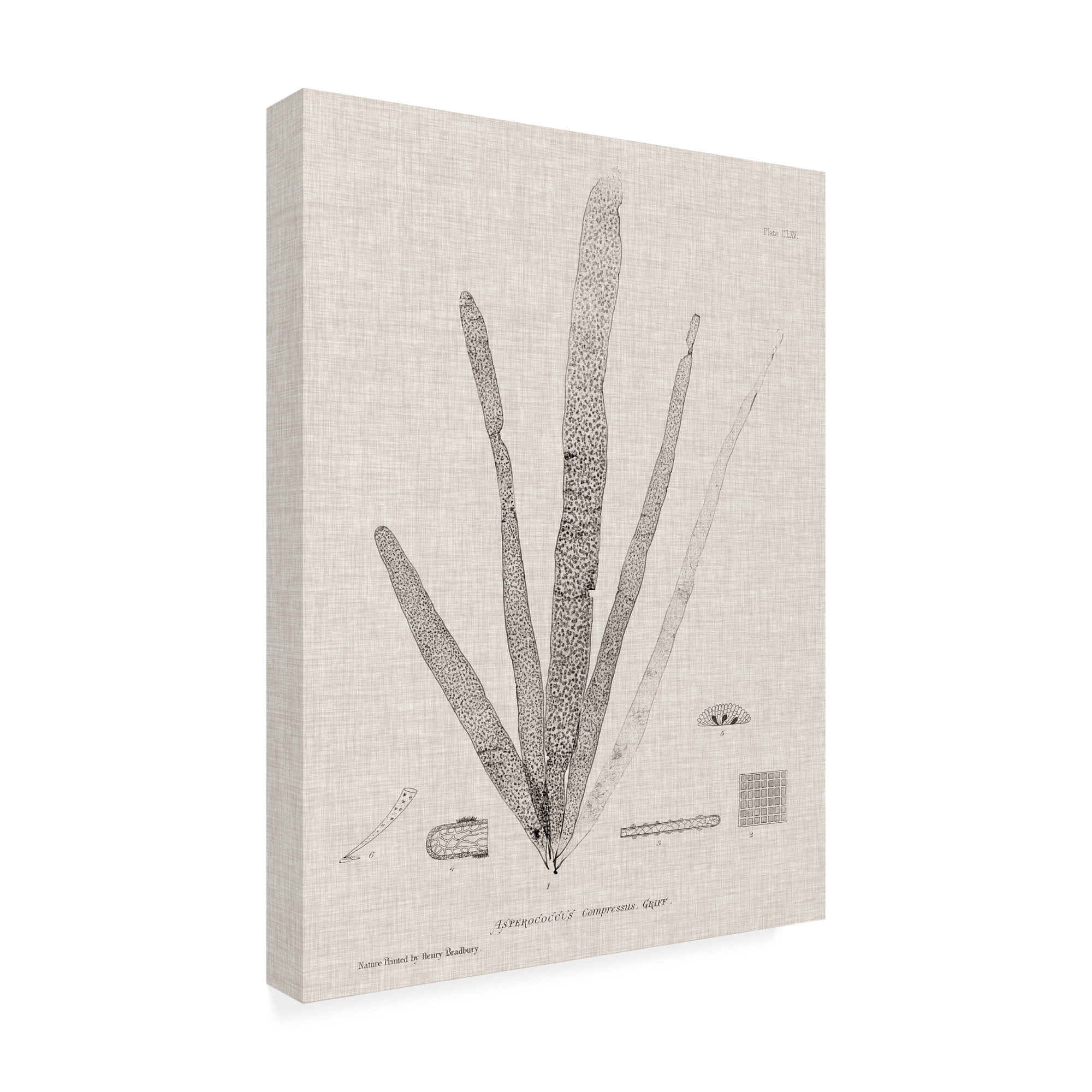 Trademark Fine Art 'Charcoal And Linen Seaweed II' Canvas Art by Henry Bradbury