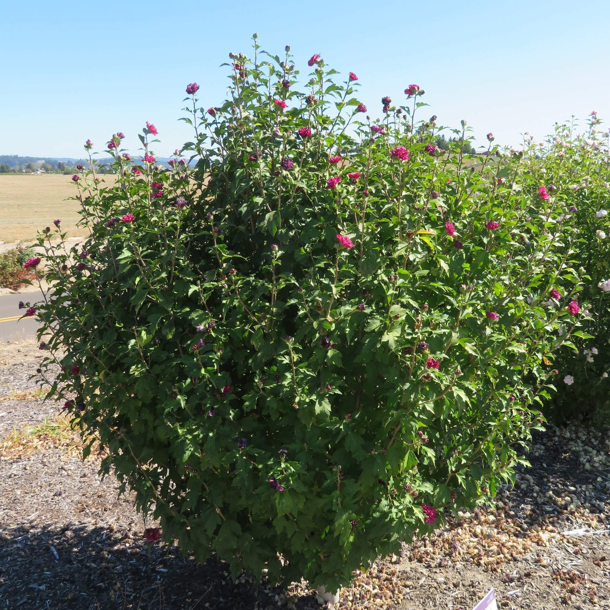 First Editions Hibiscus French Cabaret Live Shrub in 2-Gallon Grower Pot