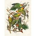 thumbnail image 2 of Audubon, John James 25x32 White Modern Wood Framed Museum Art Print Titled - Carolina Parrot, 2 of 4