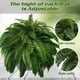 thumbnail image 4 of Setimoancen Helechos, Helecho de Boston artificial realista resistente a los rayos UV, Plantas de helechos falsos, Arbustos, Plantas artificiales para decoración al aire libre, hogar, oficina,, 4 of 6