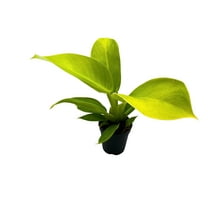 Philodendron Moonlight, Philodendron Hederaceum in 2 inch Pot