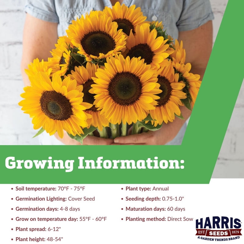 Harris Seeds Sunflower Sunrich Summer Provence F1, Early Blooming Pollen-Free Cut Flower Variety, 1,000 Count