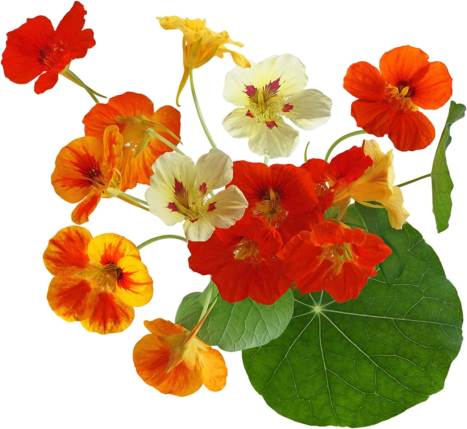 Tall Trailing Mix Nasturtium for Planting - Attractive Mixed Color Blooming Vine - Made in USA, Ships from Iowa. (1,000 Seeds)