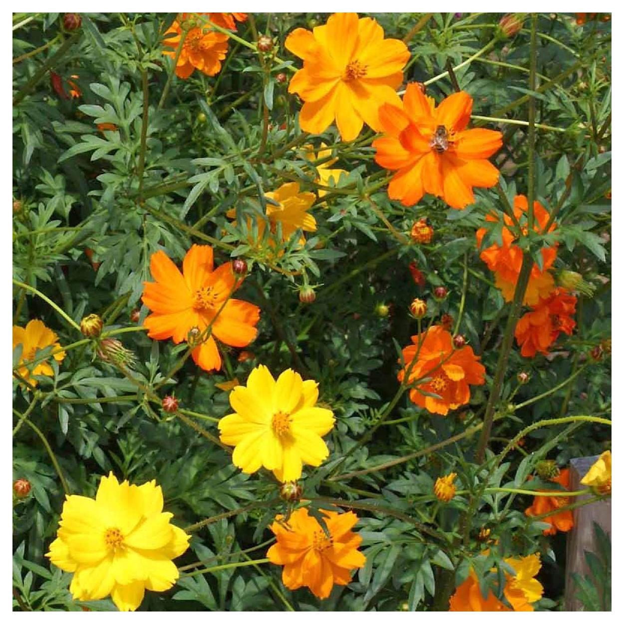 Everwilde Farms - 1 lb Bright Lights Mixed Sulphur Cosmos Garden Flower Seeds - Gold Vault Bulk Seed Packet