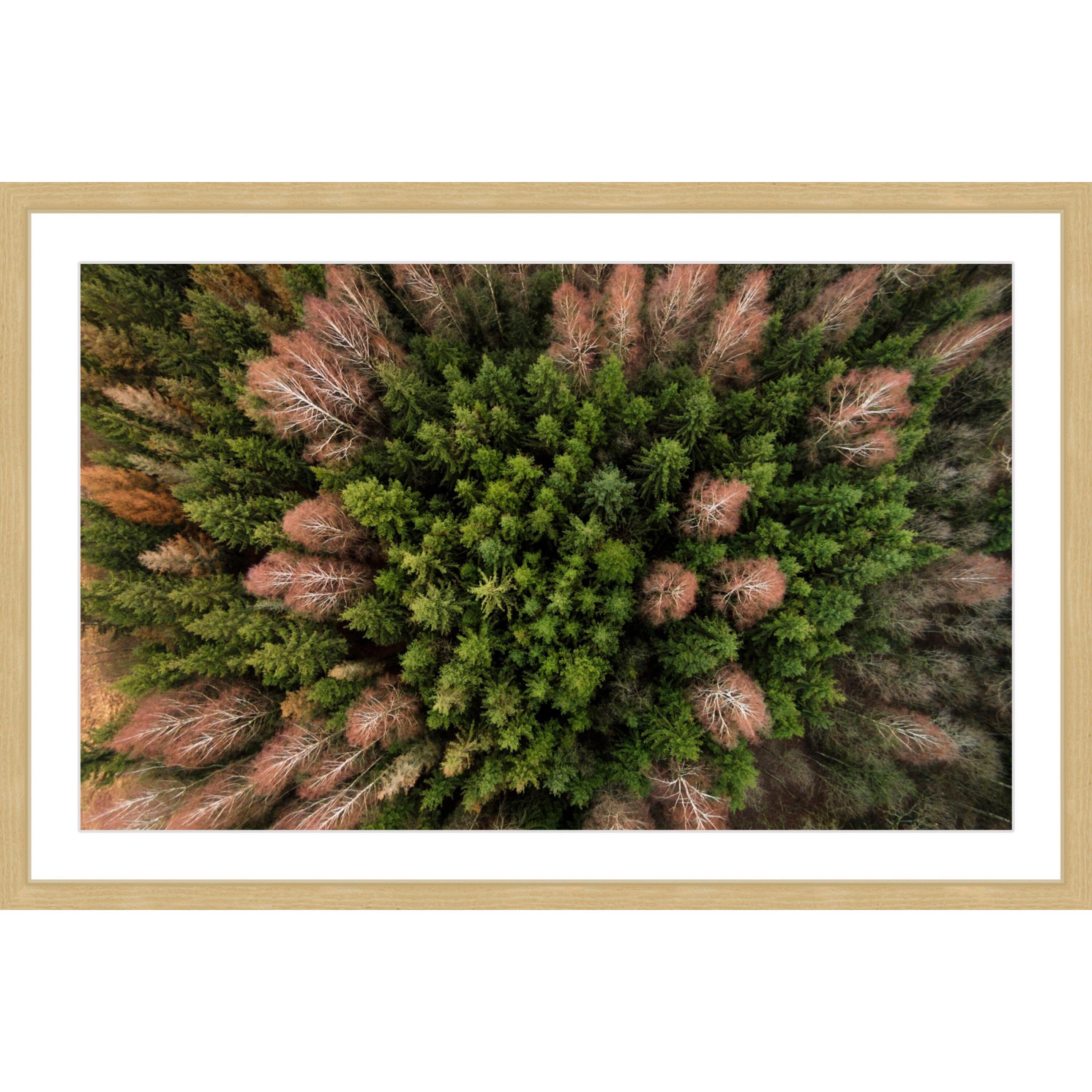 Marmont Hill "Feather Trees" by Karolis Janulis Framed Painting Print