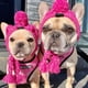 thumbnail image 2 of Animales Cuellos para perros Disfraz para perros Protector de orejas y calentador de cuello Cuello para perros para invierno Navidad Año, 2 of 8