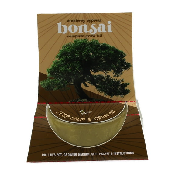 Buzzy Bonsai Monterey Cypress Tree Grow Kit with Crackle Ceramic Pot Item 97714