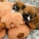 thumbnail image 3 of Juguete Interactivo SmartPetLove Biscuit para Ansiedad de Mascotas, 3 of 9