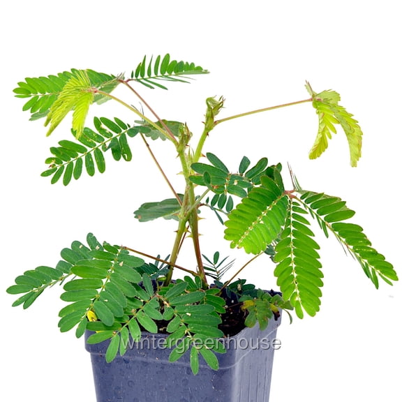 Mimosa Pudica, Sensitive Plant - Pot Size: 3" (2.6x3.5") - Flowers, House Plants