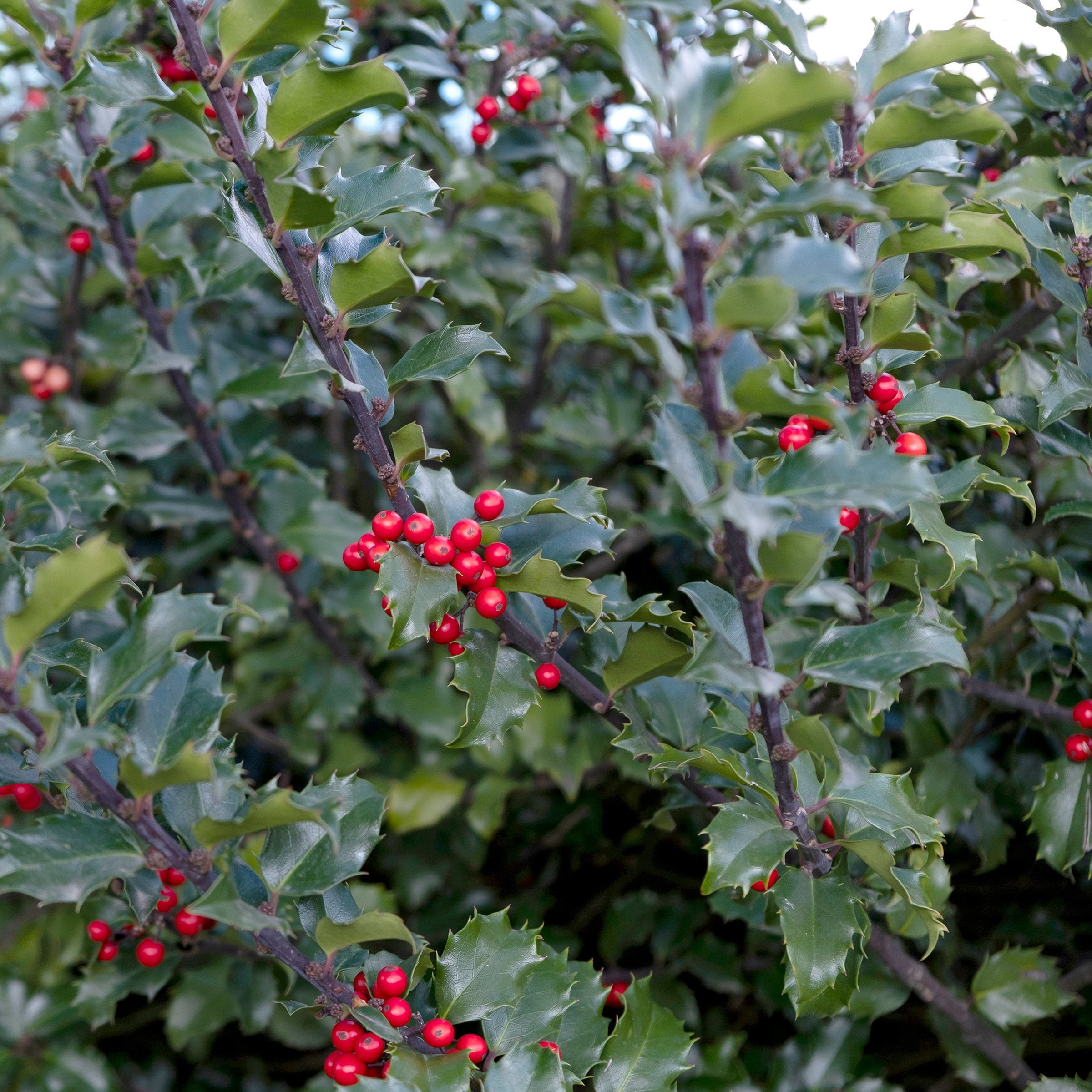 National Plant Network 3 gal. Ilex Emily Bruner