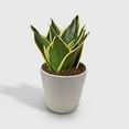 thumbnail image 2 of Snake Plant Black Gold - Live Air-Purifying Indoor Plant in Nursery Pot – Easy Care, Low Maintenance Houseplant for Home & Office Decor, Natural Air Cleaner, Best for Beginners (6"Pot), 2 of 6