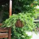 thumbnail image 3 of Cesta colgante de Metal para flores, 2 uds., cesta colgante de flores, cesta colgante de fibra de coco para flores, cultivo de plantas para interior y exterior, 30cm JAMW Sencillez, 3 of 5