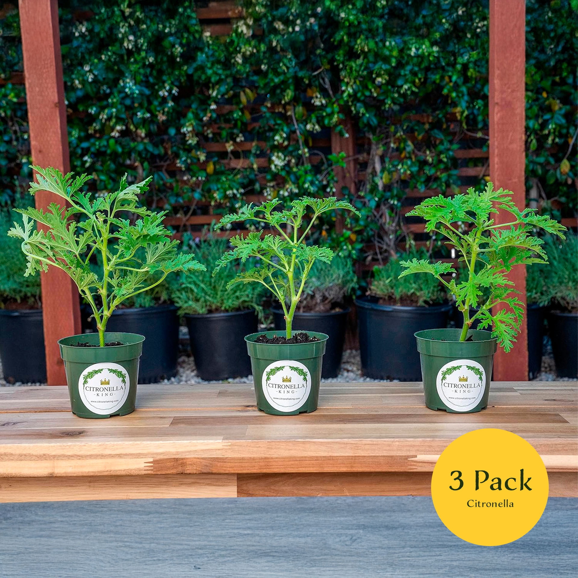 3 Citronella Plants in 4” Nursery Pots (3 Count)