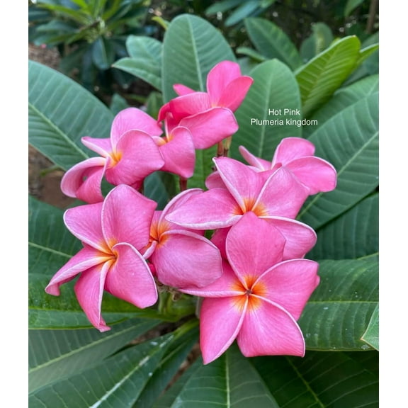 10 "Hot Pink" Plumeria Seeds Plants Flower Flowers Perennial Seed P-12 US Seller