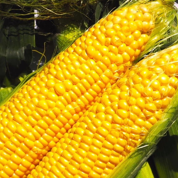 TomorrowSeeds - Jubilee Sweet Corn Seeds - 100  Count - For 2026 Planting Hybrid Golden Yellow