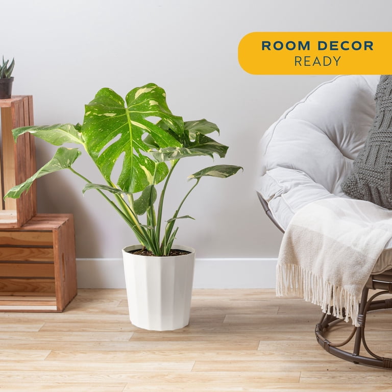 Costa Farms 36" Thai Constellation Monstera Live House Plants in 10" Dcor  Pot