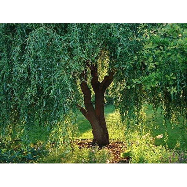 6 Corkscrew Willow Tree Cuttings Leaves and Branches Curl Very