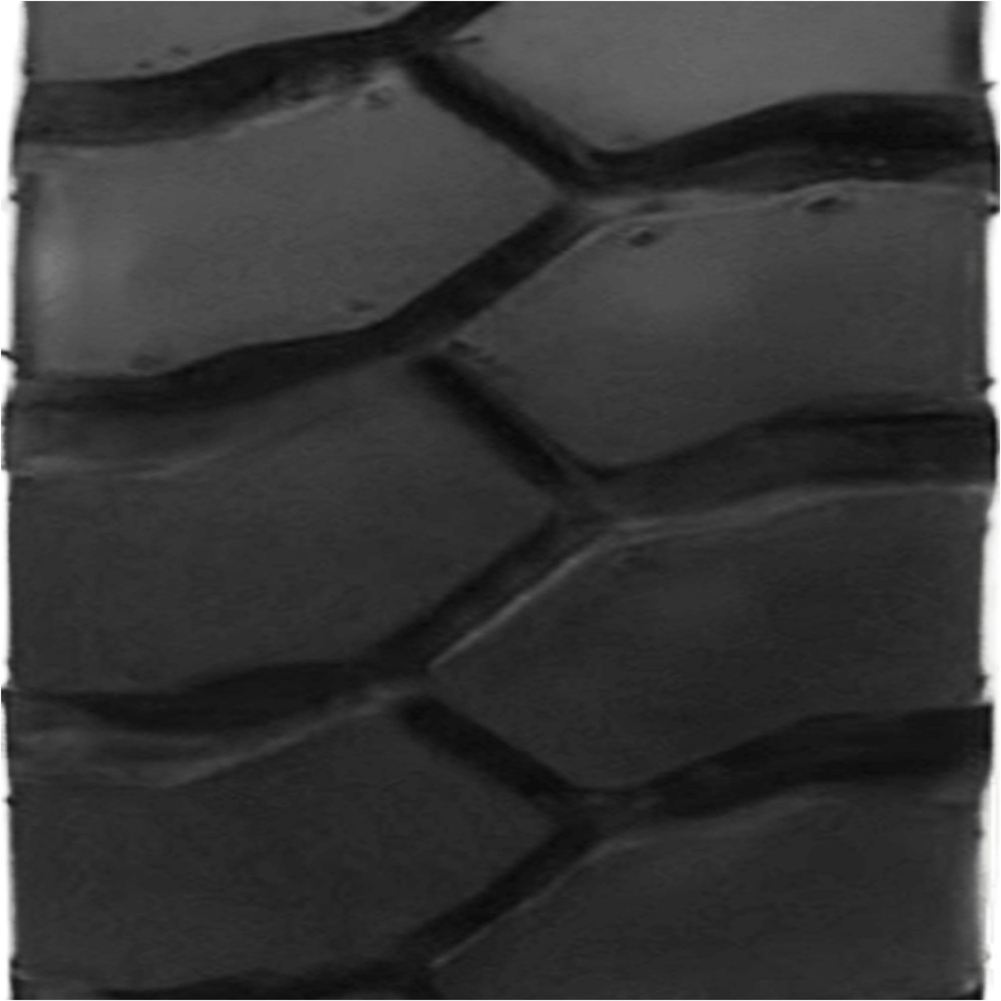 Galaxy Yardmaster Ultra 28X9.00-15 B G Industrial Tire
