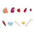 thumbnail image 3 of Puzzle con forma de cuerpo humano, 60 piezas, educativo para mayores de 4 años, 3 of 7
