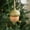 Green, variant on Orangide Wooden Hazelnut Christmas Tree Ornament with Natural Design for Holiday Decor Home and Tree Decoration Rustic and Charming Addition for Festive Seasons and Gift Giving