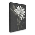 thumbnail image 3 of Stupell Industries Blooming Dahlia Flower Black Background Painting Gallery Wrapped Canvas Print Wall Art, Design by Nina Blue, 3 of 7