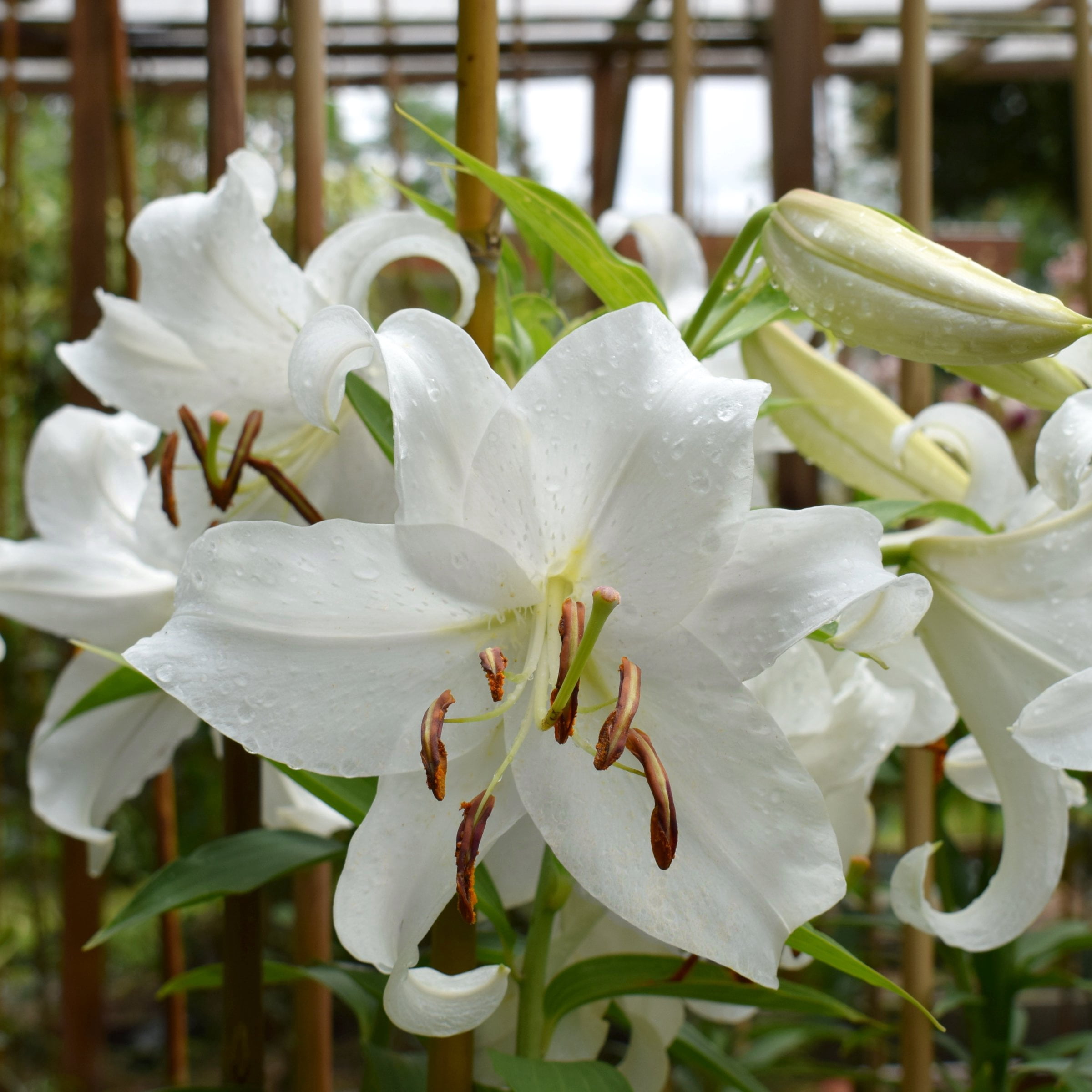 National Plant Network Lily Casa Blanca Bulbs (5-Pack)