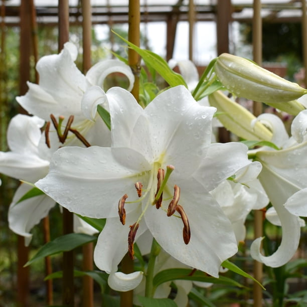 National Plant Network Lily Casa Blanca Bulbs (5-Pack) - Walmart