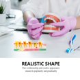 thumbnail image 4 of MasteelfCA Dental Caries Model Teeth Model Decay Model Denture Teeth Model Teaching Aid, 4 of 8