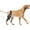 Hind leg, variant on Adjustable Dog Knee Brace with Stabilizers - ACL/CCL Pain Relief & Recovery Support | Breathable Neoprene Brace Universal Fit for Front & Back Legs | For Dogs Post-Surgery & Daily Care