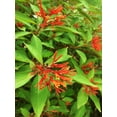 thumbnail image 3 of Firebush Dwarf  1 Extra Large 3 Gallon Plant  Hamelia Patens  Hardy Outdoor Shrub  Garden Landscape Addition, 3 of 9