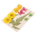 thumbnail image 2 of Birdeem Dried and Embossed Flowers for Resin Kit Candles and Crafts, 2 of 5