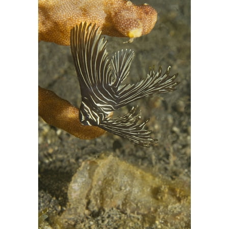 - Batavian spadefish in juvenile form Lembeh Strait Indonesia Poster Print by VWPicsStocktrek Images