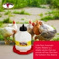 thumbnail image 6 of Little Giant PPF5 5 Gallon Automatic Poultry Waterer for Chickens, Red (4 Pack), 6 of 11