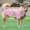 Pink, variant on Pet Raincoat Fashion Reflective Waterproof Pet Winter Raincoat Dog Medium Large Dog