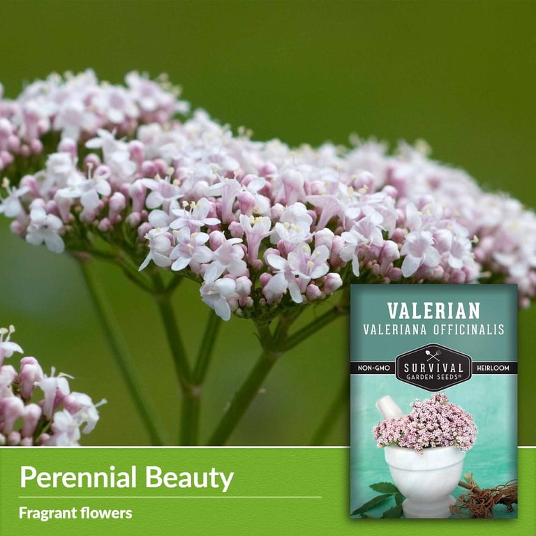 Valerian Seeds - Heirloom Perennial Full Sun Herb - 5 Packs - Walmart.com