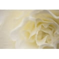 thumbnail image 2 of Crane, Rita 32x23 White Modern Wood Framed Museum Art Print Titled - Soft White Begonia II, 2 of 4
