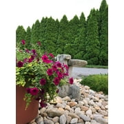 Greensand Fertilizer 5lb. - Lancaster Agriculture Products