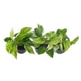 thumbnail image 3 of 3-PK Live Marble Queen Pothos, Epipremnum aureum, Air Purifying Indoor Plant, Low Light Houseplant, Easy Care Plant, 4-inch Pot(s), 3 of 6