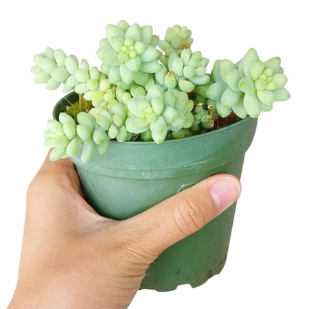 Sedum Donkey's Tail (4"+ Plastic Pot) - Sedum Burrito - Tiny, Lovely, Easy to Care Succulents - Live Healthy Succulents - Best Indoor Plant