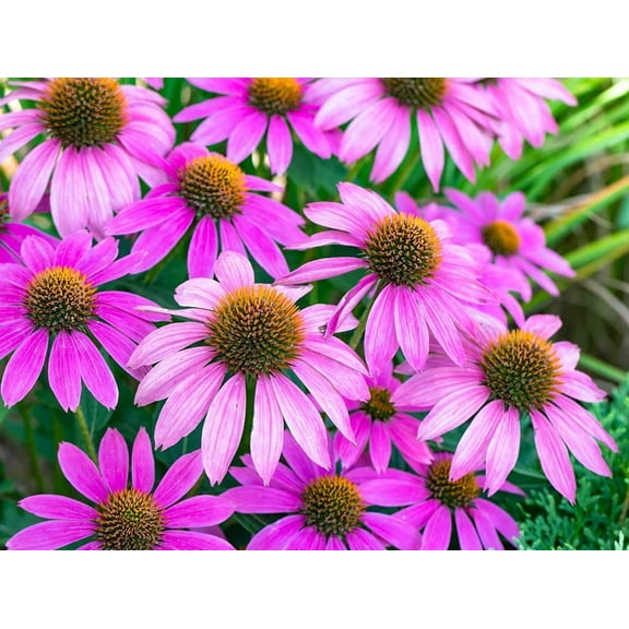 Purple Coneflower Flower Seeds - 500  Seeds - Made in USA, Ships from Iowa.
