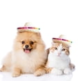 thumbnail image 6 of Sale Countdown! Pet Woven Straw Hat Pet Outfit For Dogs And Cats For Halloween Parties And Photo Pet Hats Birthday Gift For Pet Dog Cat S, 6 of 7