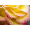 thumbnail image 1 of Posterazzi DPI1835941 Affiche Gouttes de Rosée sur une Rose, 20 x 13, 1 of 1