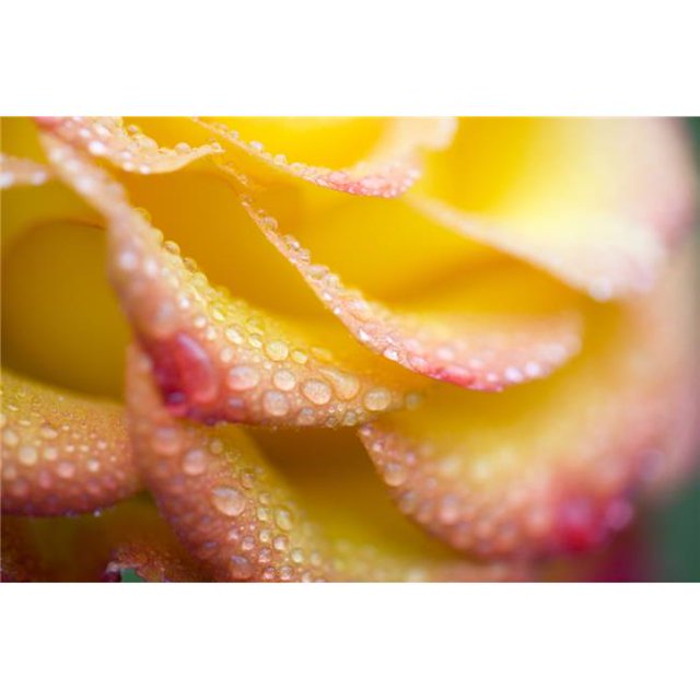 Posterazzi DPI1835941 Affiche Gouttes de Rosée sur une Rose, 20 x 13