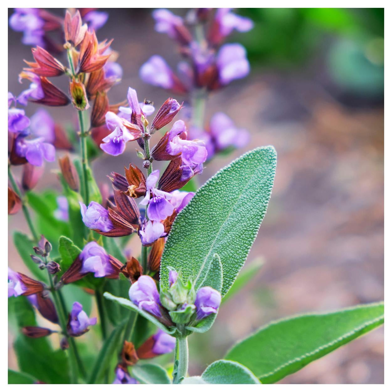 Everwilde Farms - 1 lb Kitchen Sage Garden Flower Seeds - Gold Vault Bulk Seed Packet