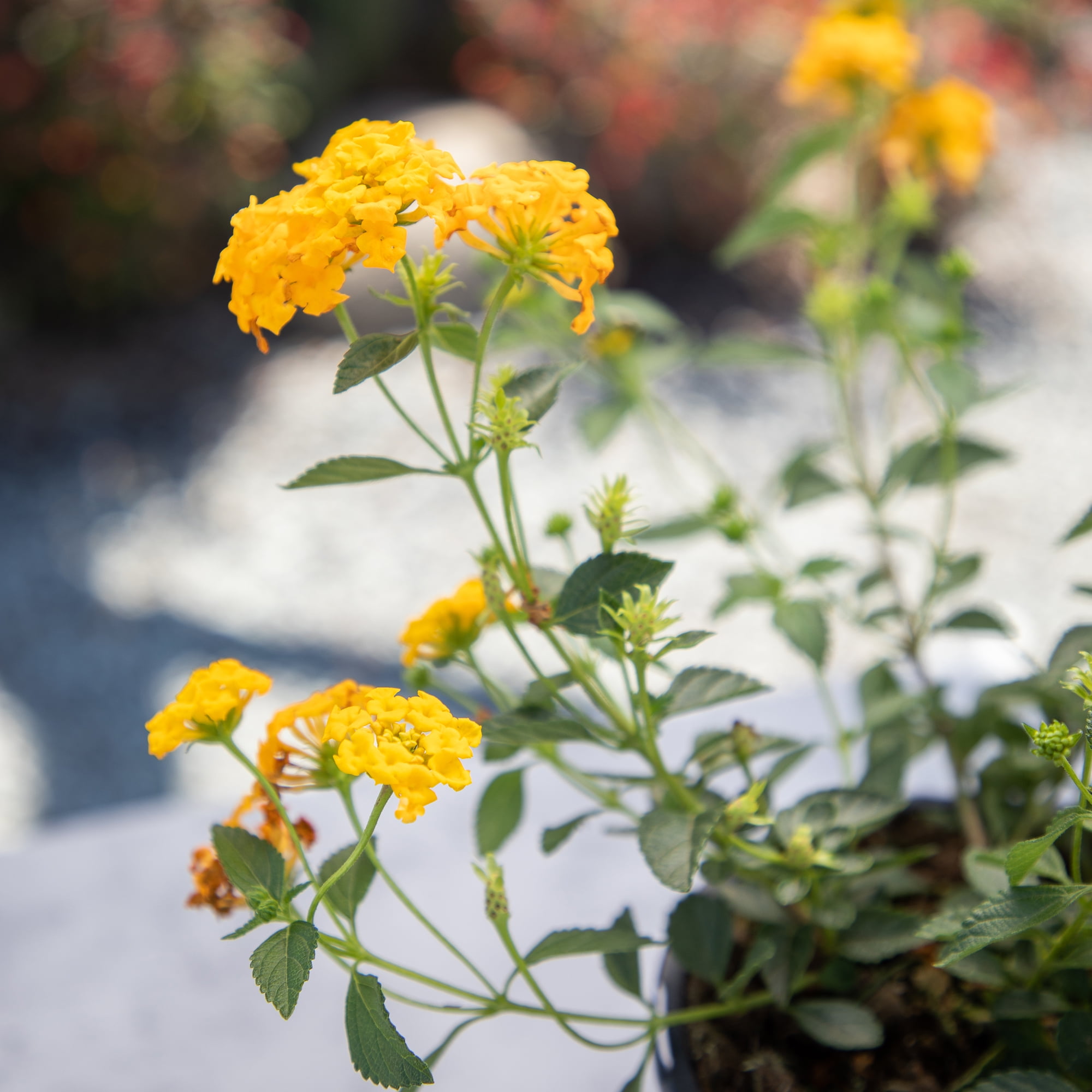 Expert Gardener Gold Lantana Live Plant, 2.5 QT Grow Pot, Direct Sun, Flowering Plant