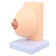 thumbnail image 1 of Modelo De Exhibición De Tórax, Modelo De Tórax Anatómico Femenino De Medio Período De Reposo Para Enseñanza, 1 of 7