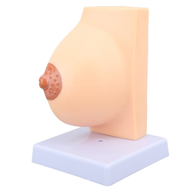 Modelo De Exhibición De Tórax, Modelo De Tórax Anatómico Femenino De Medio Período De Reposo Para Enseñanza