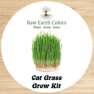 Grass for Cats - Green food 500 seeds