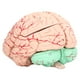 thumbnail image 3 of Molde Cerebral, Modelo De Cerebro Humano Marcado Transversal Regalo Científico Para Niños Para Neurociencia ANGGREK Otros, 3 of 8