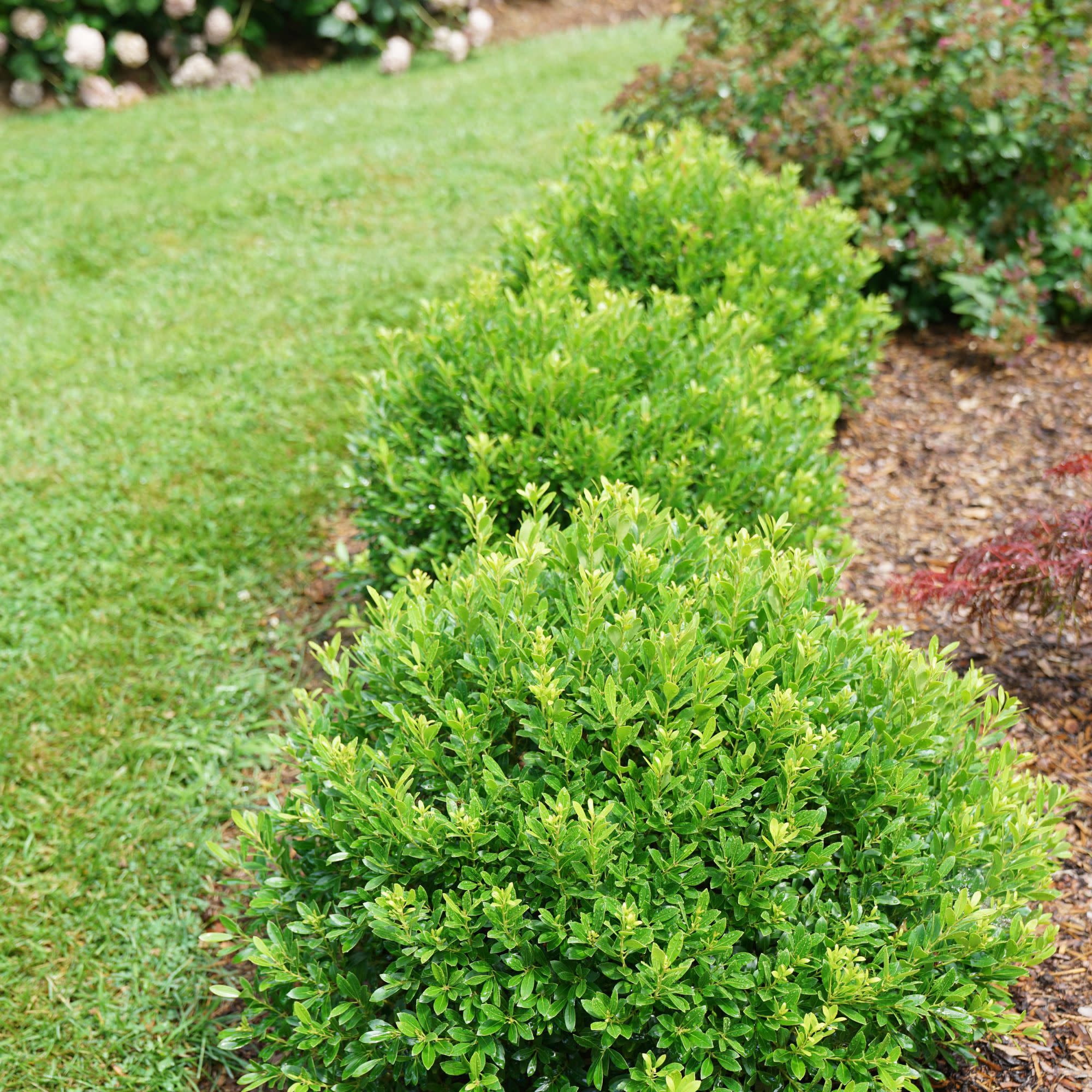 Proven Winners ColorChoice 5" Strongbox Inkberry Holly Live Plant in 4.5" Pot (4 Count)